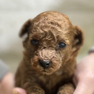 トイプードル(トイ)【埼玉県・男の子・2024年11月1日・レッド】の写真「色の濃い男の子🐶」