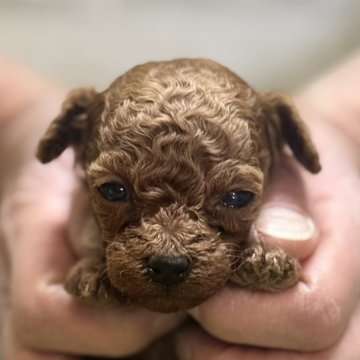 トイプードル(タイニー)【埼玉県・女の子・2024年12月21日・レッド】の写真「小さめで可愛い女の子🐶」