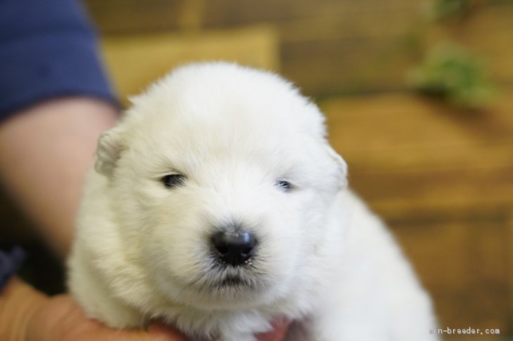 サモエド 埼玉県 男の子 21年4月15日 ホワイト このかわいさは神ですね みんなのブリーダー 子犬id 2104