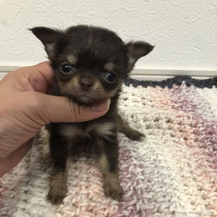 ゅん 様のお迎えした子犬