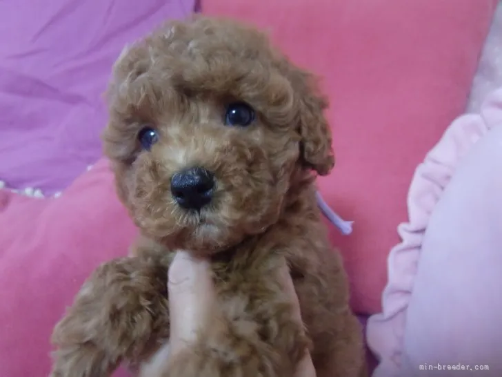 みるしん 様のお迎えした子犬