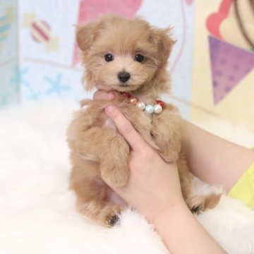 ミックス(トイプードル×ミックス)【兵庫県・男の子・2024年9月18日・クリーム】の写真「常におしっぽフリフリのイケメンくん✨」