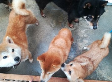 みんなの犬図鑑 兵庫県で評判の良い豆柴のブリーダー紹介