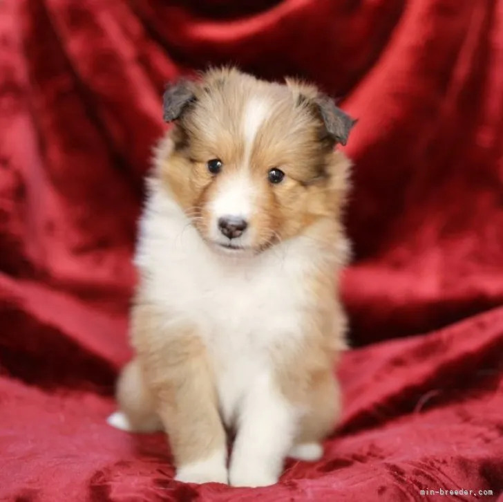 ハリー君ママ 様のお迎えした子犬