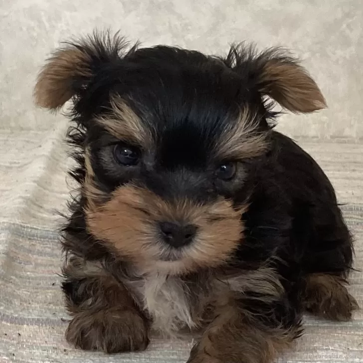 ハル君 様のお迎えした子犬