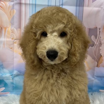 ミディアムプードル【鹿児島県・男の子・2024年5月25日・オレンジフォーン】の写真「体重7.3kg🐶しっかりとした体格です💕」