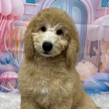 ミディアムプードル【鹿児島県・男の子・2024年5月25日・オレンジフォーン】の写真「体重7.3kg🐶大きな男の子です💕」