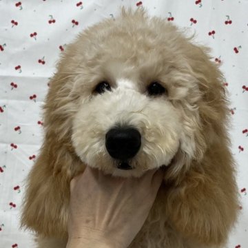 ミディアムプードル【鹿児島県・女の子・2024年1月16日・オレンジフォーン】の写真「体重9.2kg🐶しっかり大きめの女の子です💕」