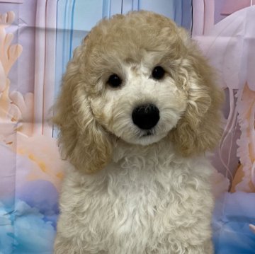 ミディアムプードル【鹿児島県・男の子・2024年5月25日・ペールフォーン】の写真「体重6.1kg🐶可愛いお顔の男の子です💕」