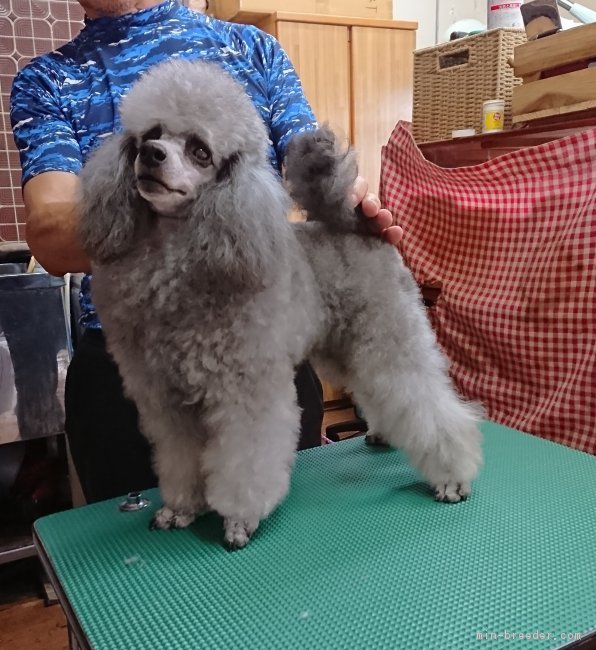 トイプードル オス Silver 14 08 02生まれ 栃木県 交配犬id 1807 B0011 綺麗なシルバーの子です みんなのブリーダー