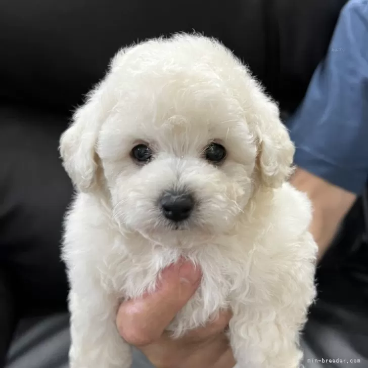 R.O 様のお迎えした子犬