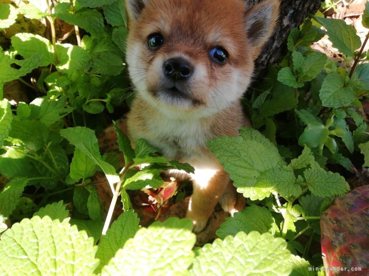 藤本　栄子(ふじもと　えいこ)ブリーダー(熊本県・柴犬・kcジャパン登録)の紹介写真3