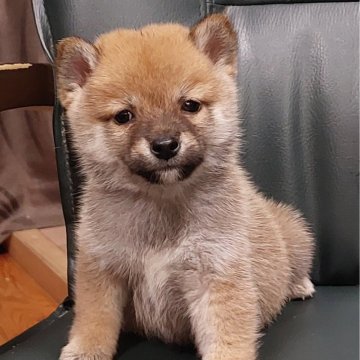 豆柴【熊本県・男の子・2024年10月10日・赤】の写真「温厚でかわいい💕💕男の子です😊💕」