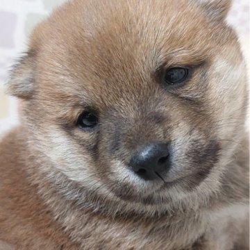 柴犬(豆柴)【熊本県・男の子・2024年12月17日・赤】の写真「丸くておおらかな男の子💕😍」