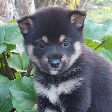 柴犬(豆柴)【熊本県・女の子・2024年10月4日・黒】の写真「食欲旺盛元気な女の子💕💕😊」