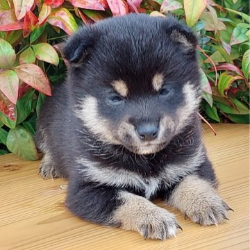 柴犬(豆柴)【熊本県・男の子・2024年11月3日・黒】の写真「人なつっこくて　甘えん坊」