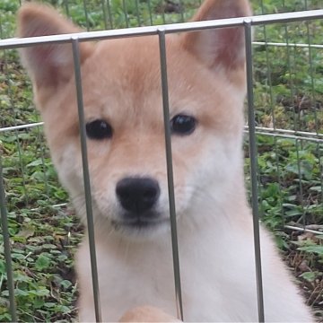 豆柴【熊本県・男の子・2024年7月6日・赤】の写真「元気で人懐っこい男の子です💕💕😊」