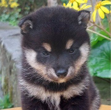 柴犬(豆柴)【熊本県・男の子・2024年10月10日・黒】の写真「優しいお顔で人懐っこい😘💕😊」