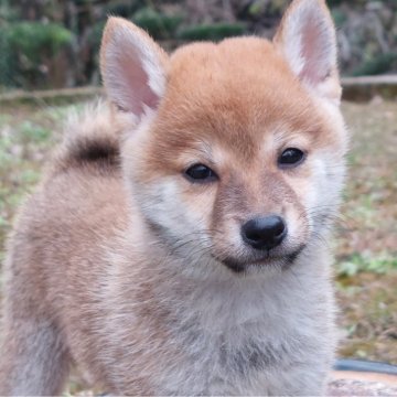 豆柴【熊本県・男の子・2024年10月10日・赤】の写真「小さくて活発な男の子です💕😊」