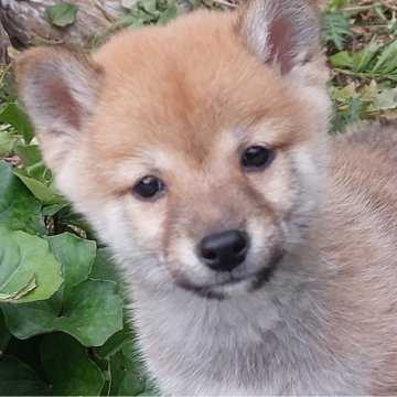 柴犬(豆柴)【熊本県・男の子・2024年10月10日・赤】の写真「温厚でかわいい💕男の子です😊💕」