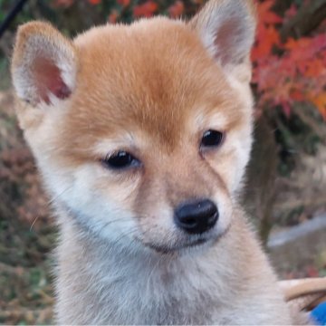 柴犬(豆柴)【熊本県・男の子・2024年10月10日・赤】の写真「温厚でかわいい💕男の子です😊💕」