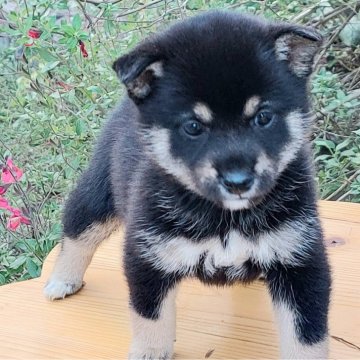 柴犬(豆柴)【熊本県・女の子・2024年10月4日・黒】の写真「食欲旺盛で元気な女の子です😊💕💕」