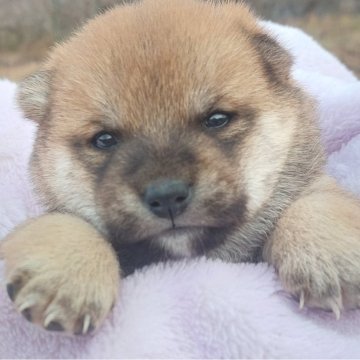 柴犬(豆柴)【熊本県・男の子・2024年12月17日・赤】の写真「丸くておおらかな男の子💕😍」