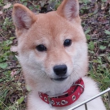 豆柴【熊本県・男の子・2024年7月6日・赤】の写真「元気で人懐っこい男の子です💕😊」