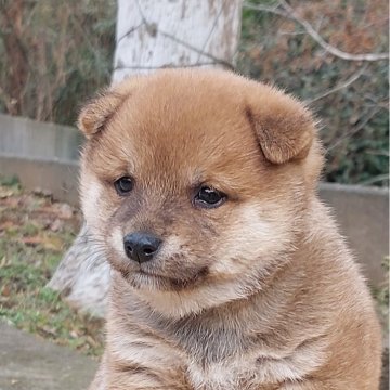 柴犬(豆柴)【熊本県・男の子・2024年12月17日・赤】の写真「丸くておおらかな男の子💕😍」