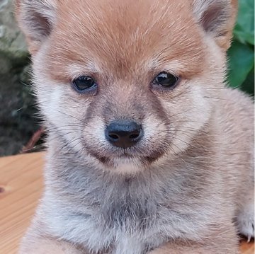 豆柴【熊本県・男の子・2024年10月10日・赤】の写真「小さくて活発な男の子です💕😊」