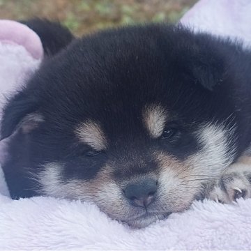 柴犬(豆柴)【熊本県・男の子・2024年12月20日・黒】の写真「おっとり系の可愛い男の子です😊💕」