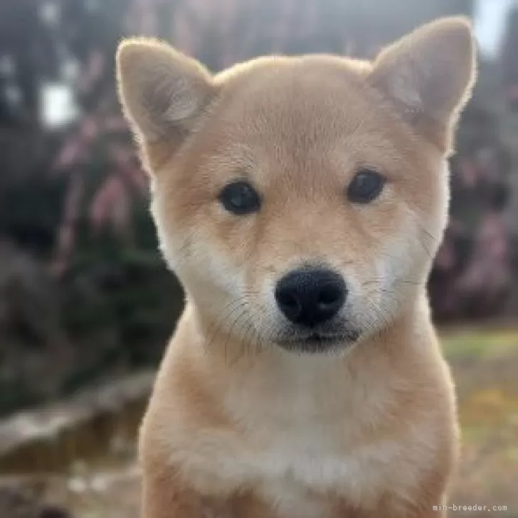 またちゃん 様のお迎えした子犬