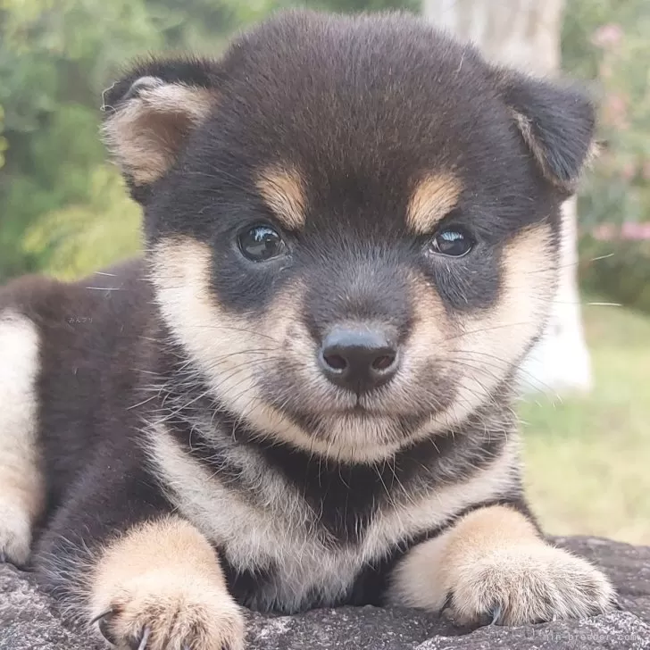 ラン太郎 様のお迎えした子犬