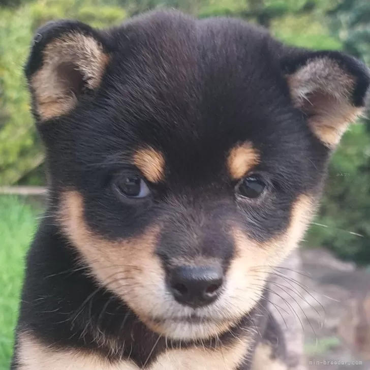 Ｉ 様のお迎えした子犬