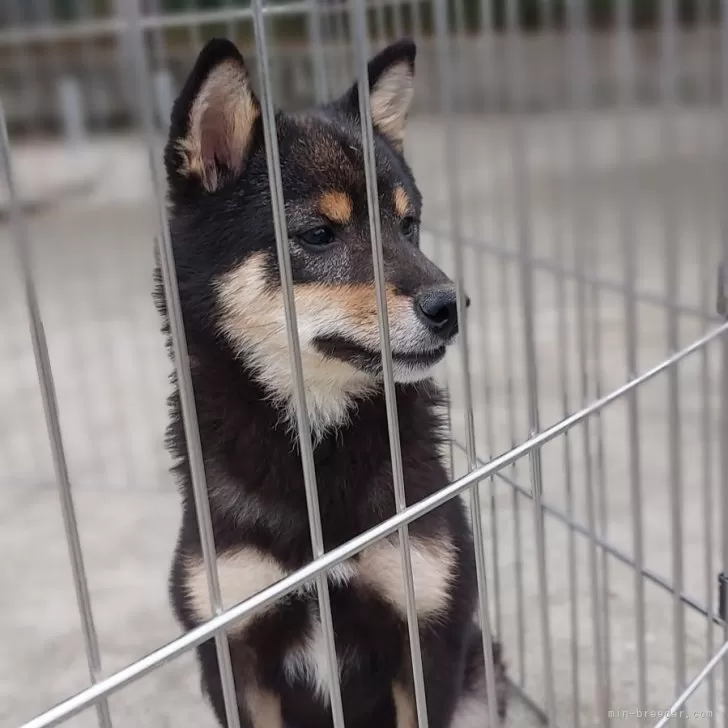 テツ 様のお迎えした子犬