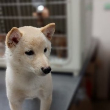 柴犬(豆柴)【熊本県・男の子・2023年7月8日・白】の写真「鼻が黒くて動きと性格が可愛いい😊💕男の子」