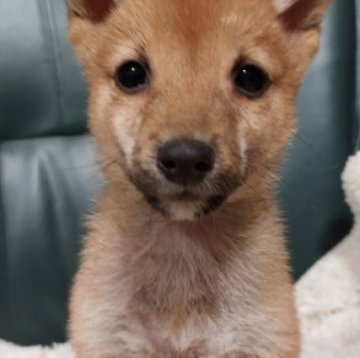 柴犬(豆柴)【熊本県・男の子・2022年9月30日・赤】の写真「動きが良くて元気良い」