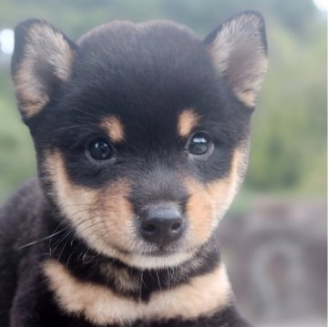 柴犬(豆柴)【熊本県・男の子・2024年7月26日・黒】の写真「見ていて飽きない程可愛らしい💕💕💕」