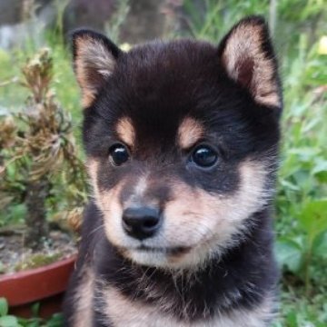 柴犬(豆柴)【熊本県・男の子・2023年3月21日・黒】の写真「目が大きくて　かわいい!!」