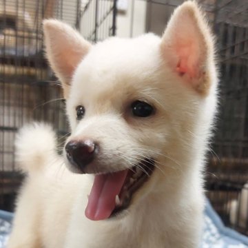 柴犬(豆柴)【熊本県・男の子・2024年7月15日・白】の写真「元気で人懐っこい💕😊💕」