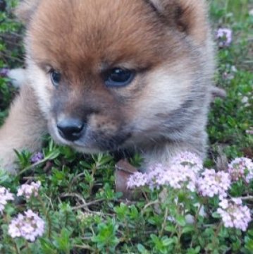 柴犬(豆柴)【熊本県・男の子・2023年3月5日・赤】の写真「目が大きくて　かわいい!!」