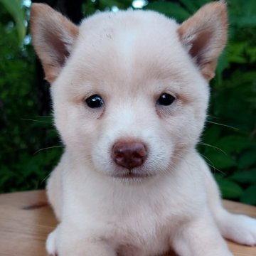 柴犬(豆柴)【熊本県・男の子・2023年6月19日・白】の写真「人なつっこくて　甘えん坊」