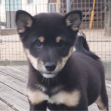 柴犬(豆柴)【熊本県・女の子・2024年7月13日・黒】の写真「元気でお茶目な女の子です💕😊💕😊」