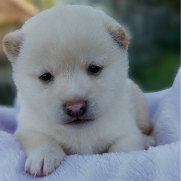 柴犬(豆柴)【熊本県・男の子・2024年10月4日・白】の写真「食欲旺盛おおらかな男の子💕😊」