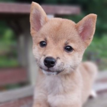 柴犬(豆柴)【熊本県・女の子・2023年6月19日・赤】の写真「活発で動作が可愛いい😍💕❤️」