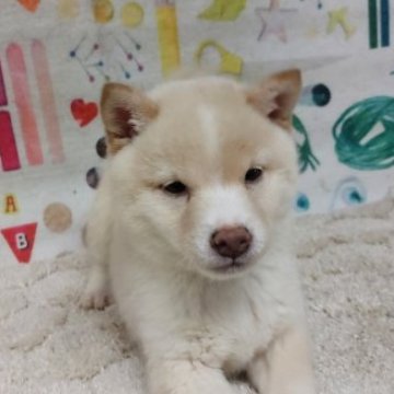 柴犬(豆柴)【熊本県・男の子・2022年11月19日・白】の写真「人なつっこくて　おおらかな」