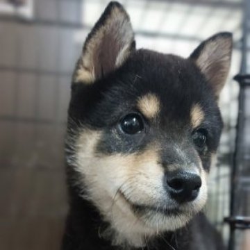 柴犬(豆柴)【熊本県・男の子・2023年3月25日・黒】の写真「人なつっこくて　甘えん坊」