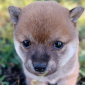 柴犬(豆柴)【熊本県・女の子・2023年9月22日・赤】の写真「元気なお茶目さん💕😊」