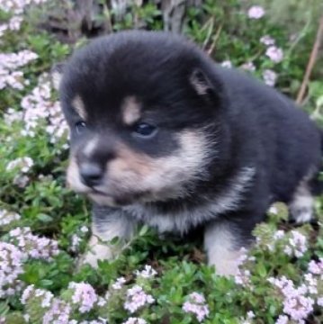 柴犬(豆柴)【熊本県・女の子・2023年3月25日・黒】の写真「元気なお茶目さん  鼻の白もチャームポイント」