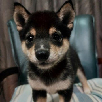 柴犬(豆柴)【熊本県・男の子・2023年7月20日・黒】の写真「元気なお茶目さん💕😊」